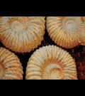 Ammonites are so called because the shell resemble